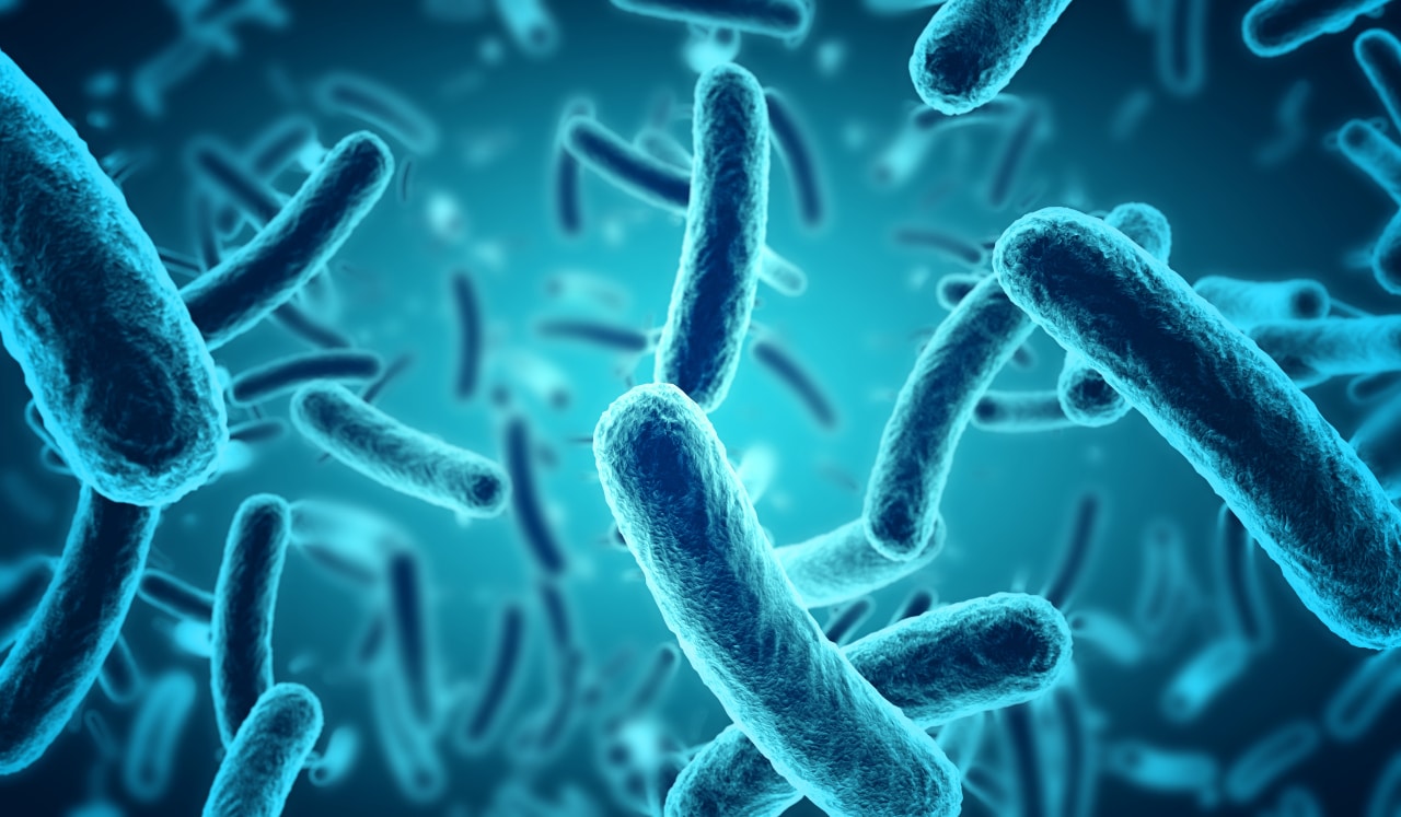 Wpływ mikrobioty jelitowej na resyntezę glikogenu